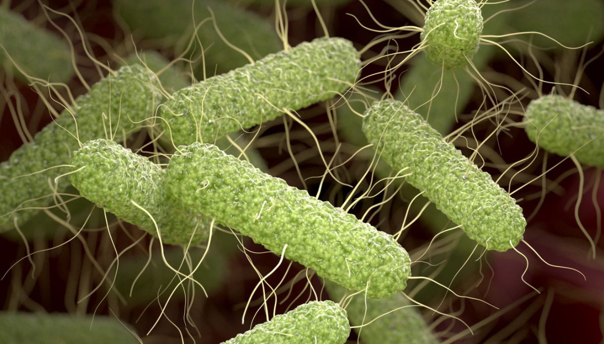 salmonella nell'acqua potabile Trapani Agrigento