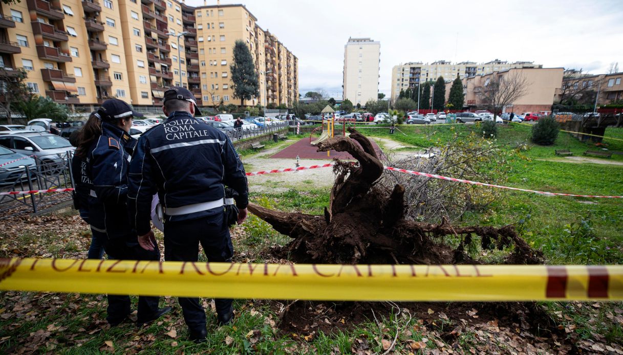 albero roma francesca ianni