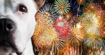 cani-gatti-botti-capodanno