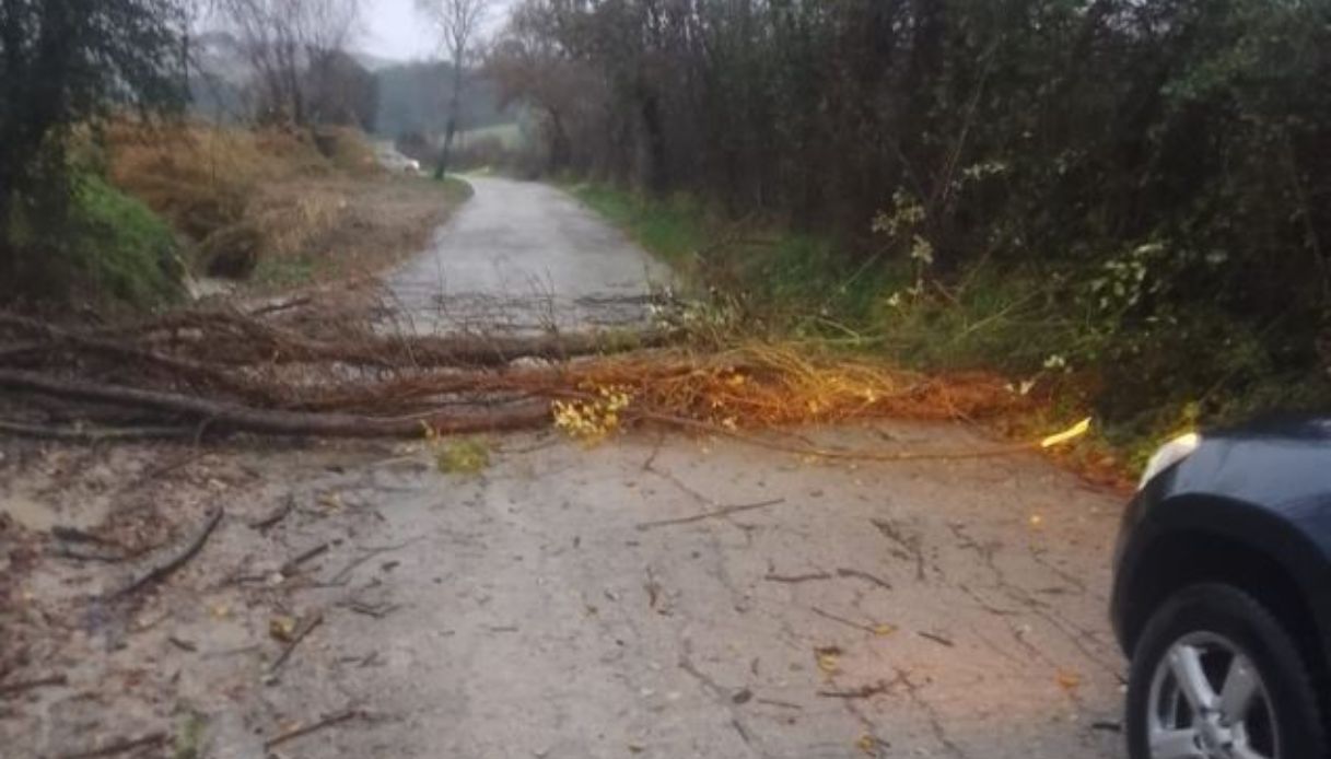 Senigallia in allerta per il maltempo, alberi abbattuti dal forte vento: preoccupano i fiumi Cesano e Misa