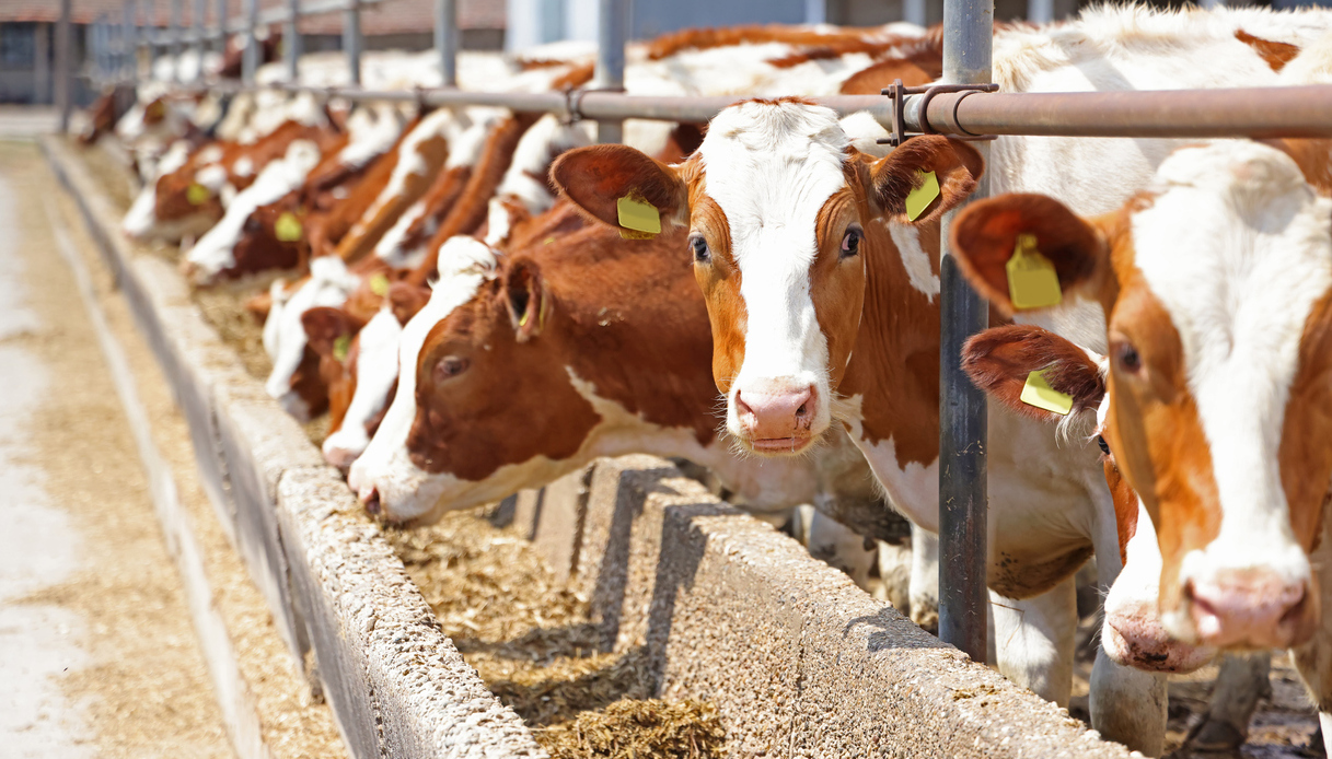 Ilaria Capua influenza aviaria H5N1 gatti