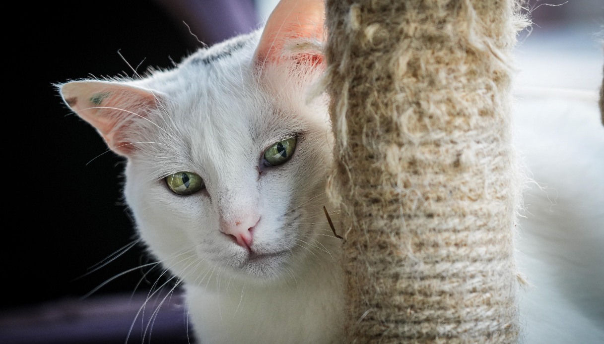 Perché la Giornata del gatto in Italia si festeggia proprio il 17 febbraio: c'entrano "sfortuna" e "7 vite"