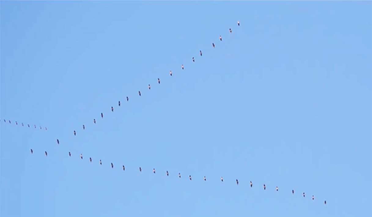 Lo spettacolo della migrazione delle gru cinerine nel cielo di Genova. Le immagini