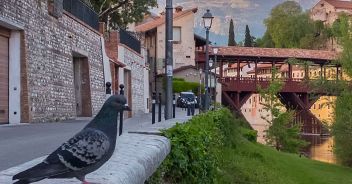 piccioni-a-bassano-del-grappa