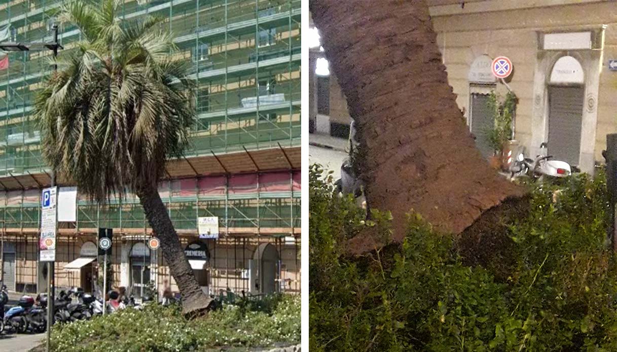 Donna morta a Genova schiacciata da una palma in piazza Paolo Da Novi: l