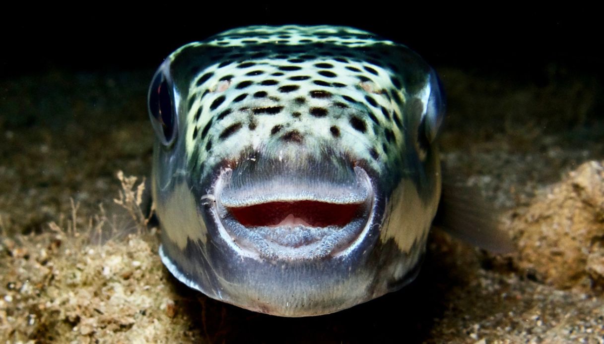 Pesce palla argenteo Adriatico velenoso