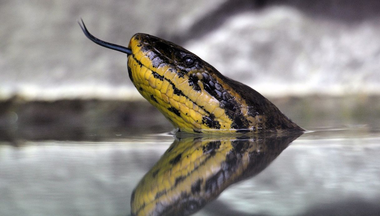 https://wips.plug.it/cips/notizie.virgilio.it/cms/2025/05/anaconda.jpg