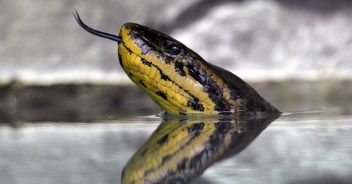 anaconda