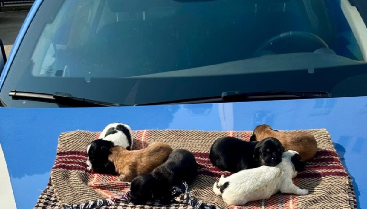 Sei cuccioli abbandonati in una busta a Cagliari, il salvataggio: l Sei cuccioli abbandonati in una busta a Cagliari, il salvataggio: l