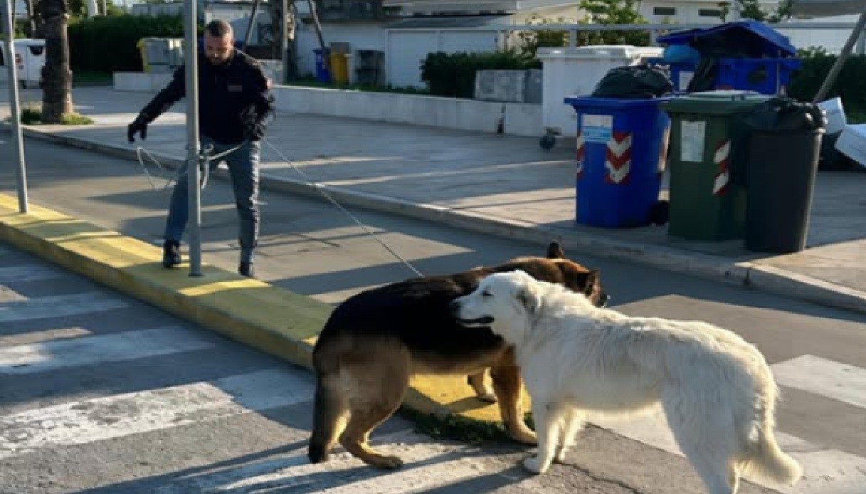 pastore tedesco e maremmano vagano sul lungomare di civitanova marche arriva la polizia perché erano soli da Notizie.virgilio.it pastore tedesco e maremmano vagano sul lungomare di civitanova marche arriva la polizia perché erano soli