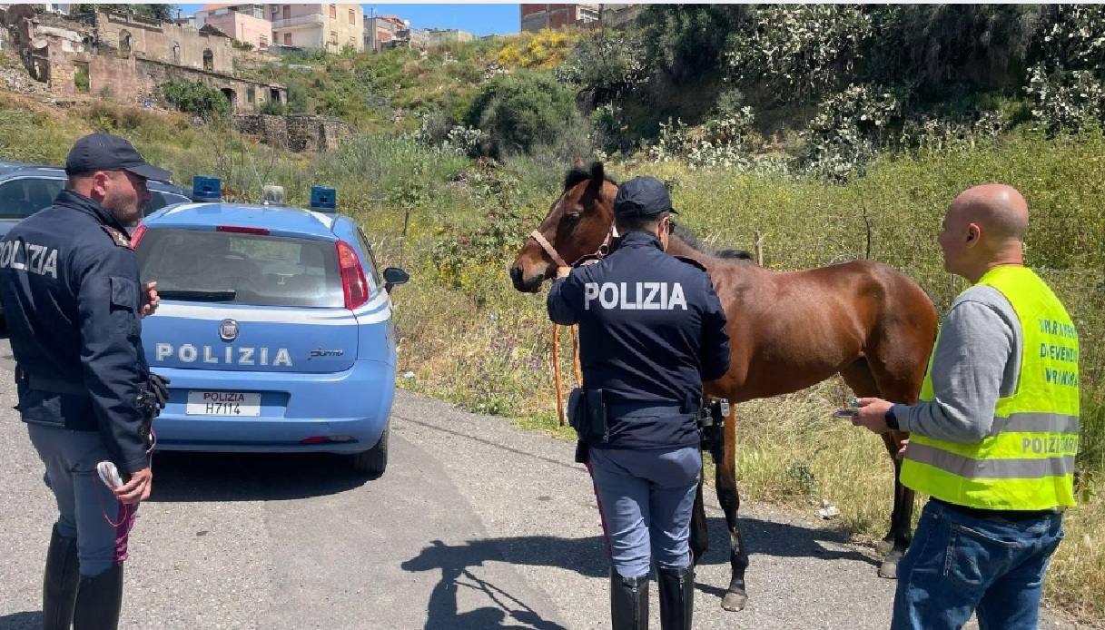 Cavalla con orecchie mozzate salvata dalla polizia di Catania, il video: era destinata alle corse clandestine Cavalla con orecchie mozzate salvata dalla polizia di Catania, il video: era destinata alle corse clandestine