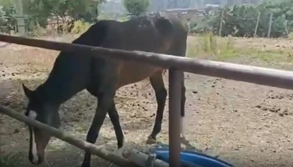 recinta terreno comunale e crea una stalla abusiva a catania allevando un cavallo e un pollaio maxi multa da Notizie.virgilio.it recinta terreno comunale e crea una stalla abusiva a catania allevando un cavallo e un pollaio maxi multa