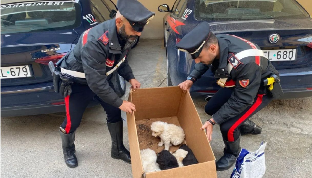 otto cani malnutriti lasciati in una scatola di cartone a lercara l intervento provvidenziale dei carabinieri da Notizie.virgilio.it otto cani malnutriti lasciati in una scatola di cartone a lercara l intervento provvidenziale dei carabinieri