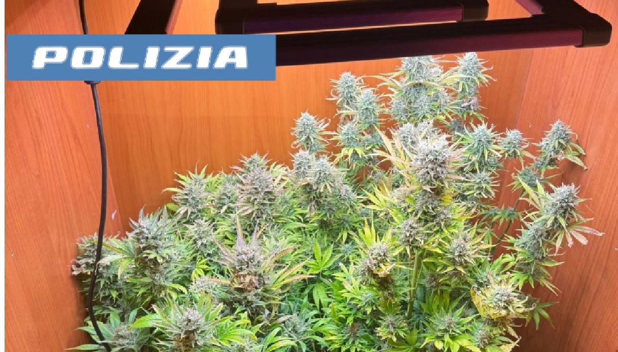 Casa trasformata in laboratorio di produzione di droga a Catania, serre allestite in salotto: 37enne arrestato Casa trasformata in laboratorio di produzione di droga a Catania, serre allestite in salotto: 37enne arrestato