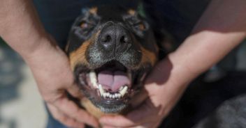 patentino cani 27 razze