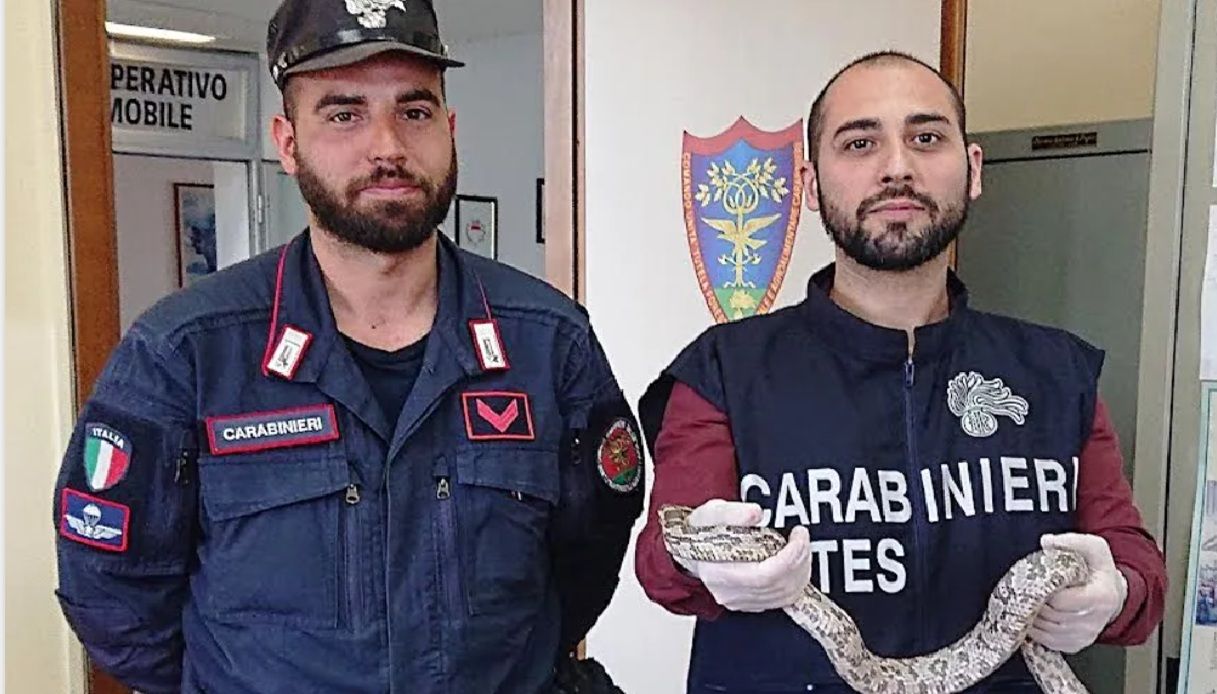 Spunta serpente esotico nei pressi di un hotel a Acqui Terme, carabinieri in azione: residenti spaventati Spunta serpente esotico nei pressi di un hotel a Acqui Terme, carabinieri in azione: residenti spaventati