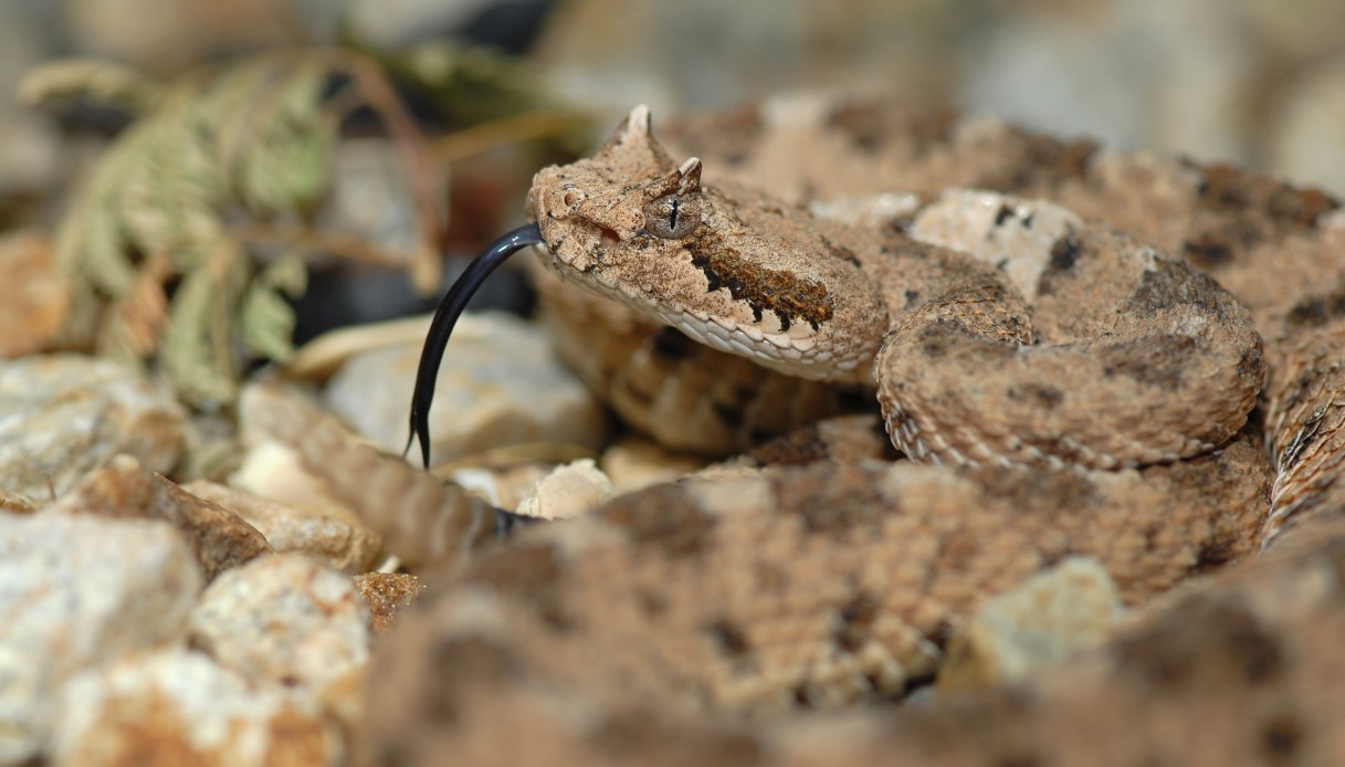 vipera cornuta