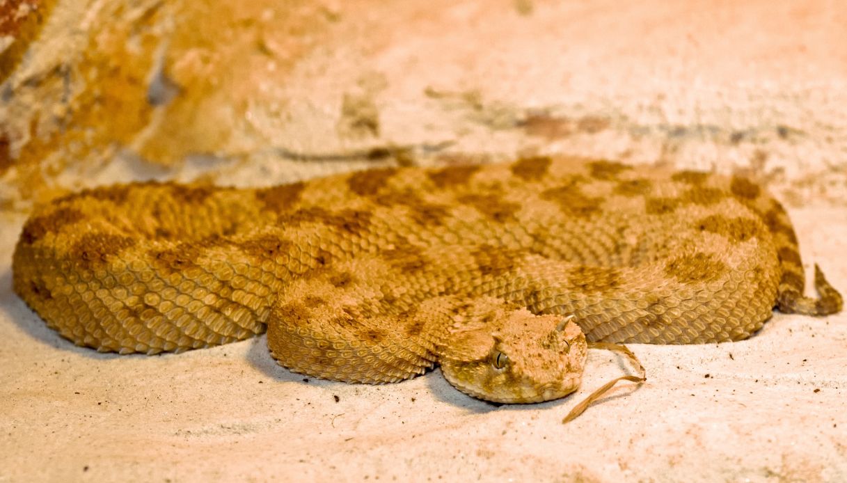 https://wips.plug.it/cips/notizie.virgilio.it/cms/2025/05/vipera-della-sabbia.jpg