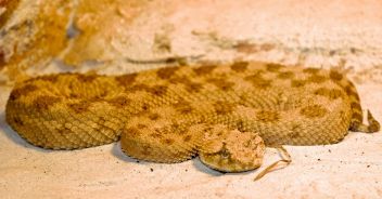 vipera-della-sabbia