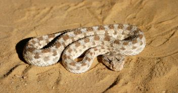 vipera-sabbia
