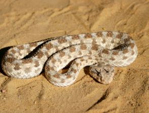Vipera della sabbia, quanto è velenosa e perché si chiama anche 