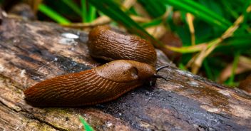 australia-allarme-lumache-killer-cani