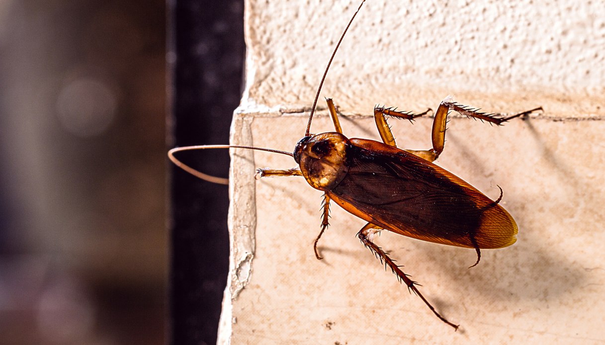 Blatta volante americana invade Roma, come riconoscere la specie e il pericolo infestazione in città Blatta volante americana invade Roma, come riconoscere la specie e il pericolo infestazione in città