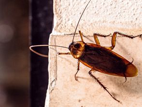 Blatta volante americana invade Roma, come riconoscere la specie e il pericolo infestazione in città