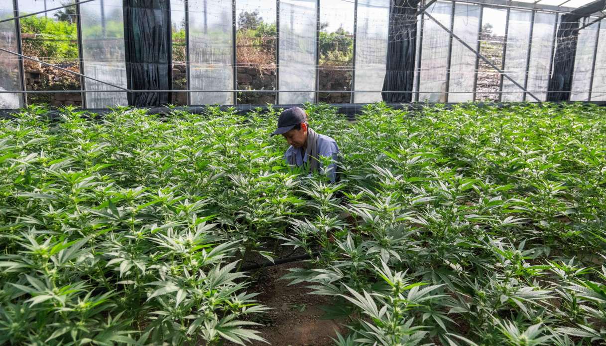 https://wips.plug.it/cips/notizie.virgilio.it/cms/2025/06/cannabis-light-decreto-sicurezza.jpg