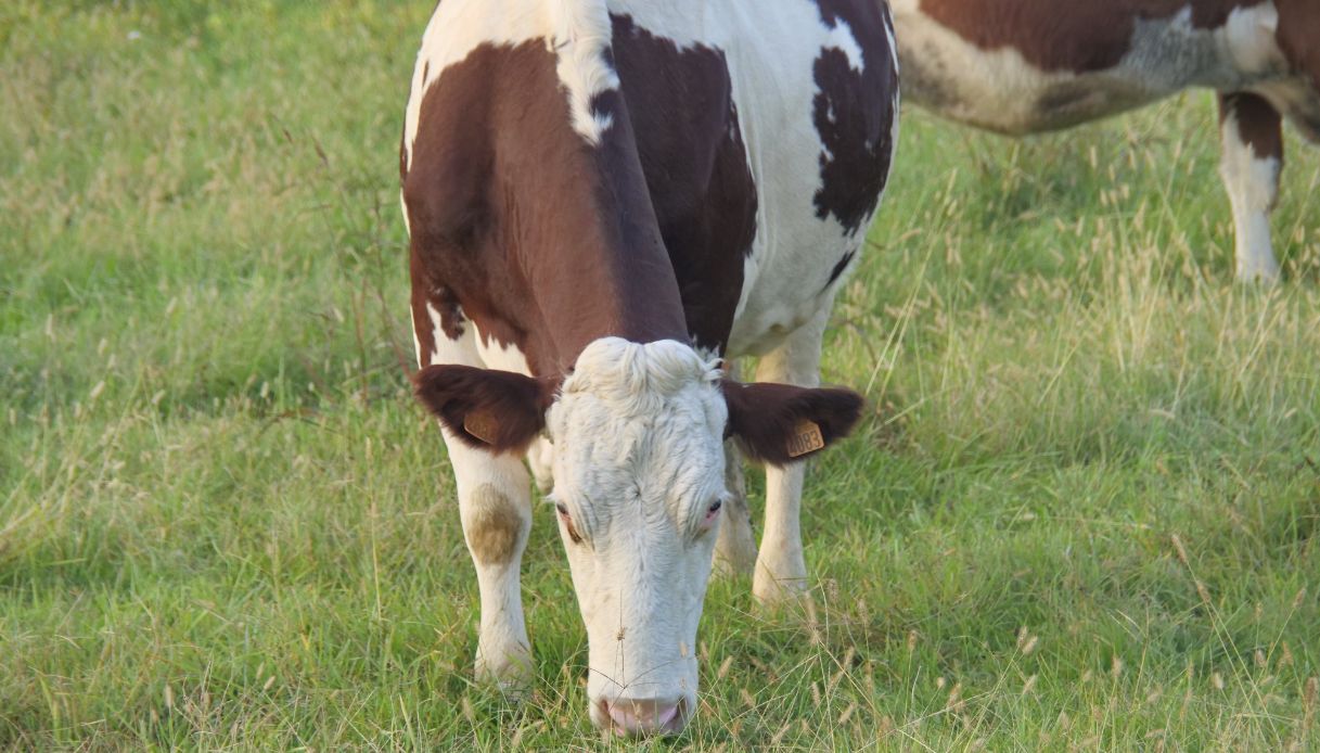 https://wips.plug.it/cips/notizie.virgilio.it/cms/2025/06/dermatite-bovina-italia.jpg