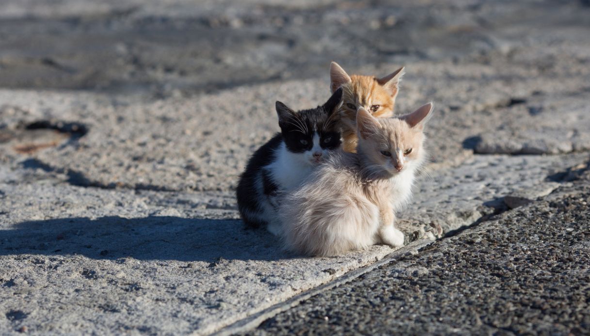 Gattini trovati impiccati a Bitonto vicino Bari, l Gattini trovati impiccati a Bitonto vicino Bari, l