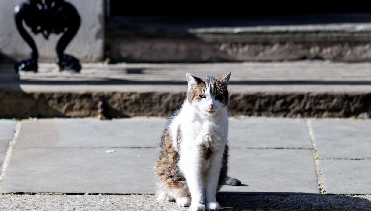 https://wips.plug.it/cips/notizie.virgilio.it/cms/2025/06/gatto-morto-crocifisso-stazzano-oratorio.jpg