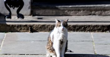 gatto-morto-crocifisso-stazzano-oratorio
