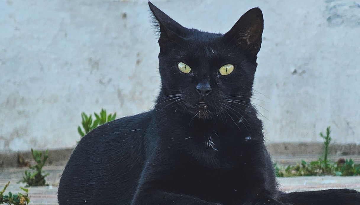 Gatto ucciso a colpi di pistola a Trapani, trovato agonizzante per strada: si cerca chi ha sparato Gatto ucciso a colpi di pistola a Trapani, trovato agonizzante per strada: si cerca chi ha sparato