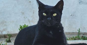 gatto-trapani-pistola