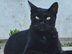 Gatto ucciso a colpi di pistola a Trapani, trovato agonizzante per strada: si cerca chi ha sparato