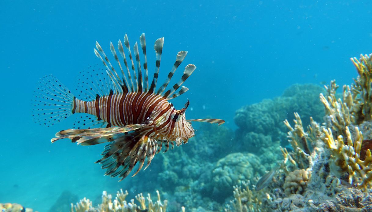 pesce scorpione ma non solo sono 4 quelli nei mari italiani a cui fare attenzione l allarme di ispra e cnr