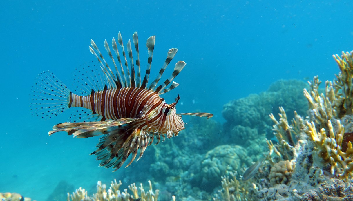 https://wips.plug.it/cips/notizie.virgilio.it/cms/2025/06/pesce-scorpione.jpg