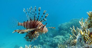 Lionfish (Pterois volitans) in the Red Sea