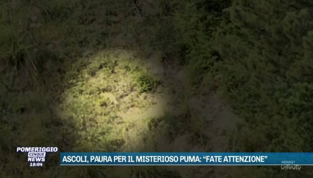 grosso felino a venarotta vicino ascoli piceno per alcuni potrebbe essere un puma rilevata una traccia