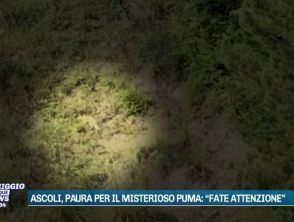 Grosso felino a Venarotta vicino Ascoli Piceno, per alcuni potrebbe essere un puma: rilevata una traccia