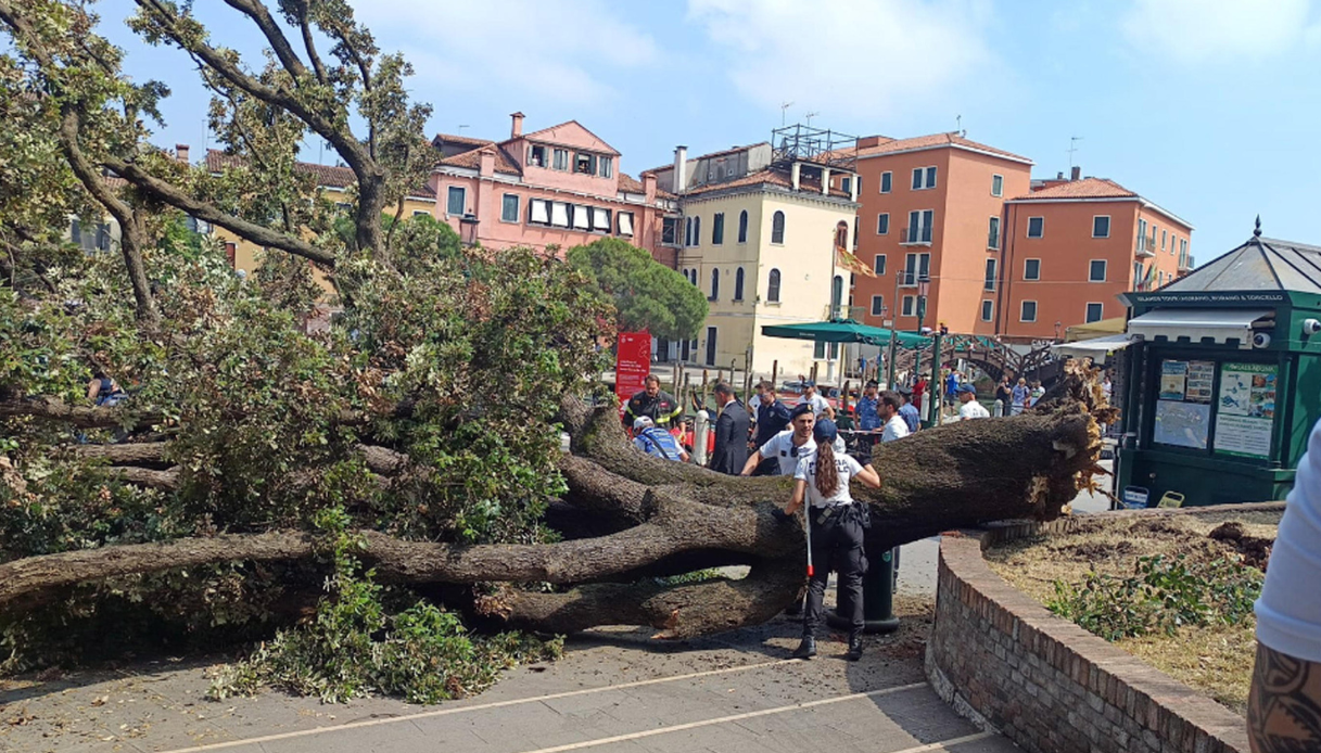 https://wips.plug.it/cips/notizie.virgilio.it/cms/2025/06/venezia-crolla-albero.png