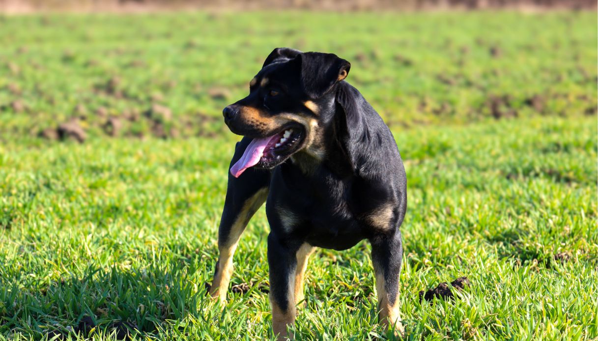 https://wips.plug.it/cips/notizie.virgilio.it/cms/2025/07/bambini-rottweiler-nonna-lavinio.jpg