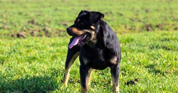 bambini-rottweiler-nonna-lavinio