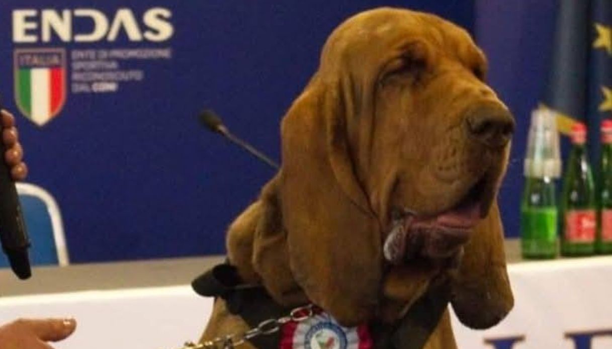 Morto Bruno il cane eroe premiato da Giorgia Meloni, ucciso da emorragia causata dai wurstel farciti di chiodi Morto Bruno il cane eroe premiato da Giorgia Meloni, ucciso da emorragia causata dai wurstel farciti di chiodi