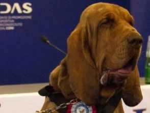 Morto Bruno il cane eroe premiato da Giorgia Meloni, ucciso da emorragia causata dai wurstel farciti di chiodi