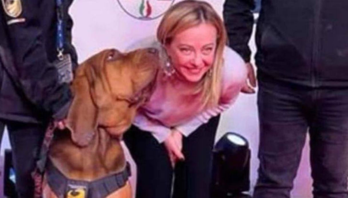 bruno cane eroe giorgia meloni