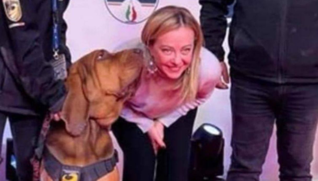 cane Bruno ucciso wurstel chiodi