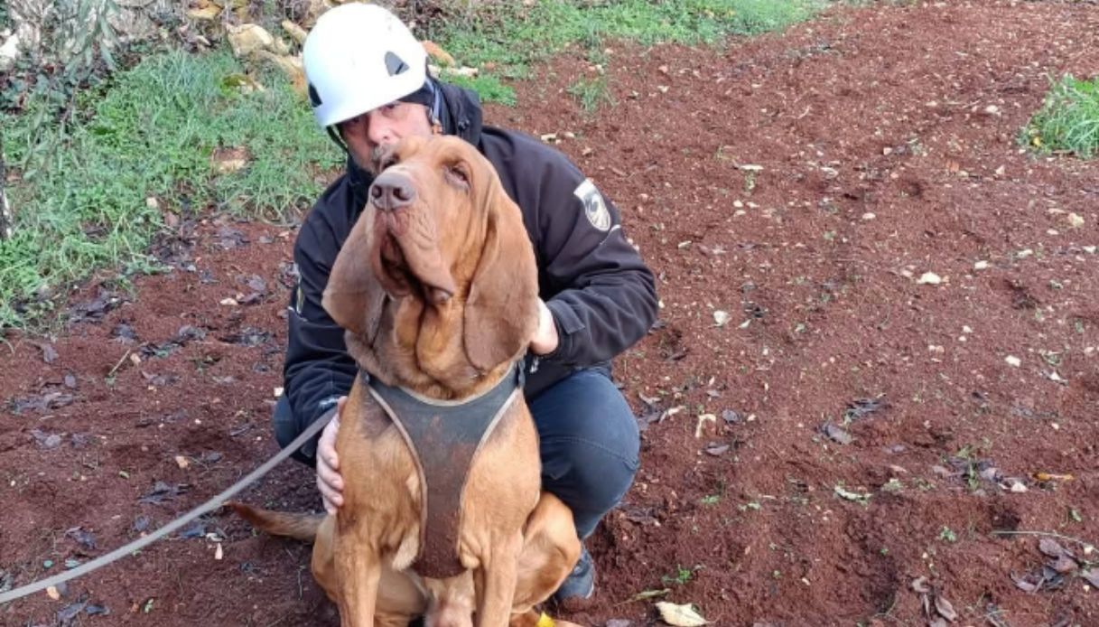 Il cane eroe Bruno ucciso con un wurstel pieno di chiodi, l Il cane eroe Bruno ucciso con un wurstel pieno di chiodi, l