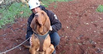 cane-bruno-ucciso-wurstel-chiodi